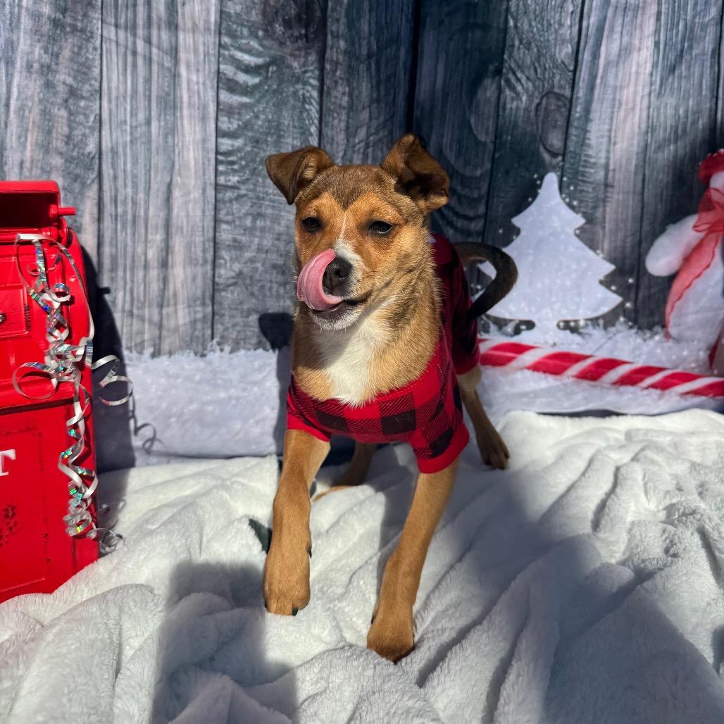 Kevin, Adoptable, Puppy Male Chihuahua.