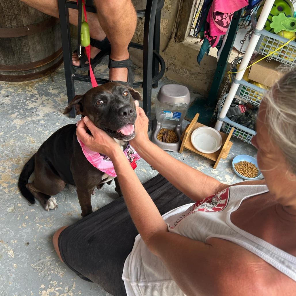 Joonbug, Adoptable, Adult Female Mixed Breed.