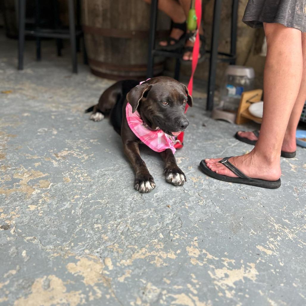 Joonbug, a Adoptable Mixed Breed in Frederiksted, VI image 2/5