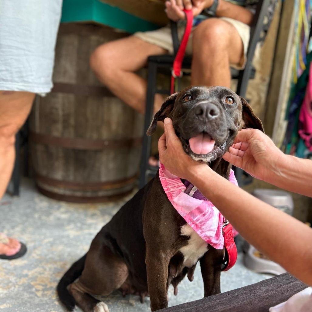 Joonbug, a Adoptable Mixed Breed in Frederiksted, VI image 3/5