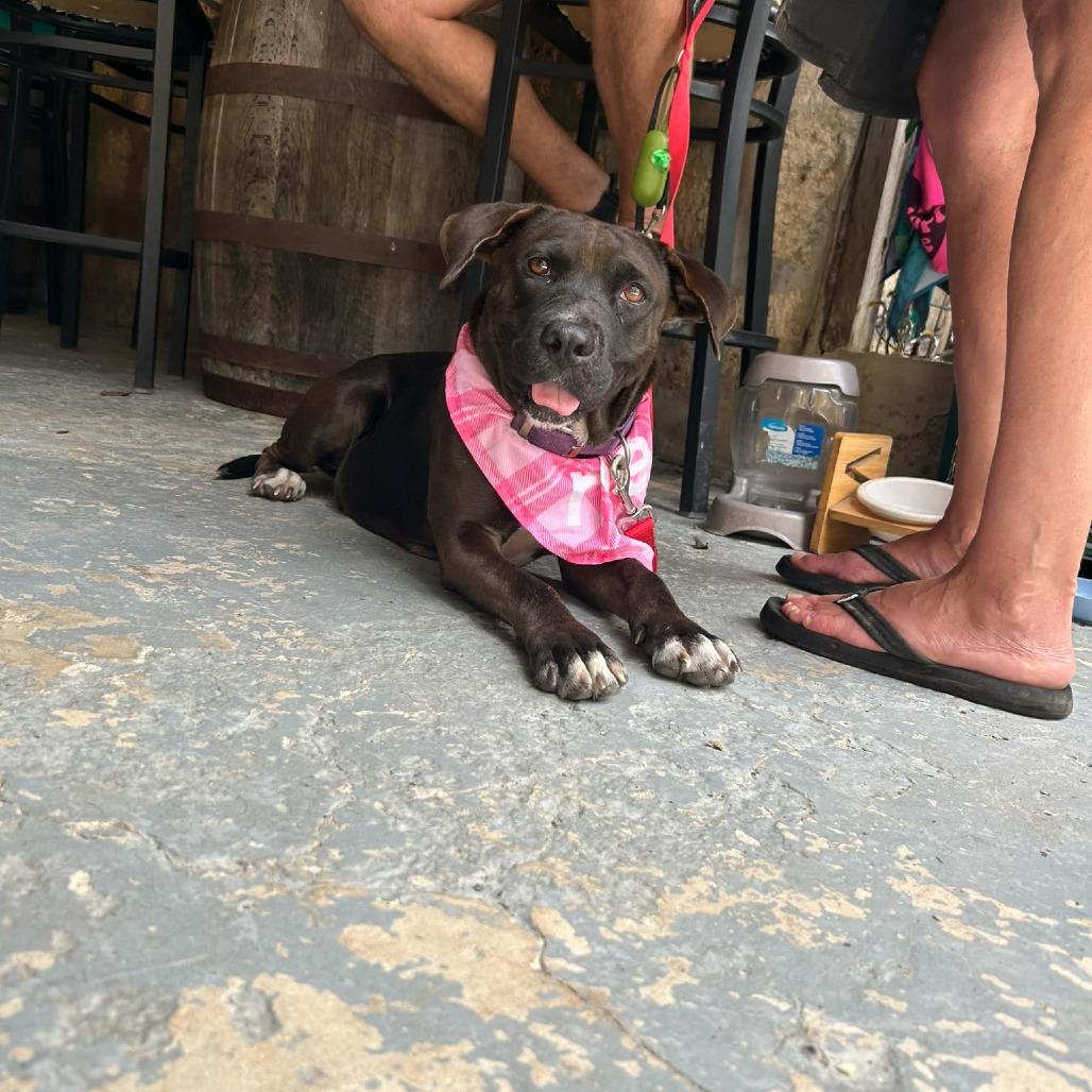 Joonbug, a Adoptable Mixed Breed in Frederiksted, VI image 4/5