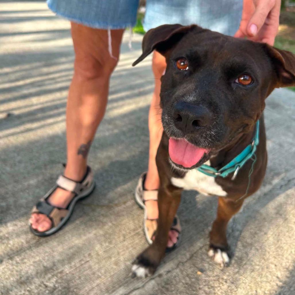Joonbug, a Adoptable Mixed Breed in Frederiksted, VI image 5/6