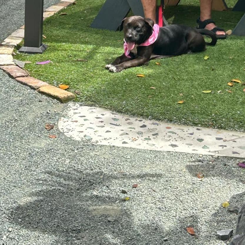 Joonbug, a Adoptable Mixed Breed in Frederiksted, VI image 5/5