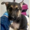Enlarge Jax, an adopted German Shepherd Dog in St. Augustine, FL image 1/1