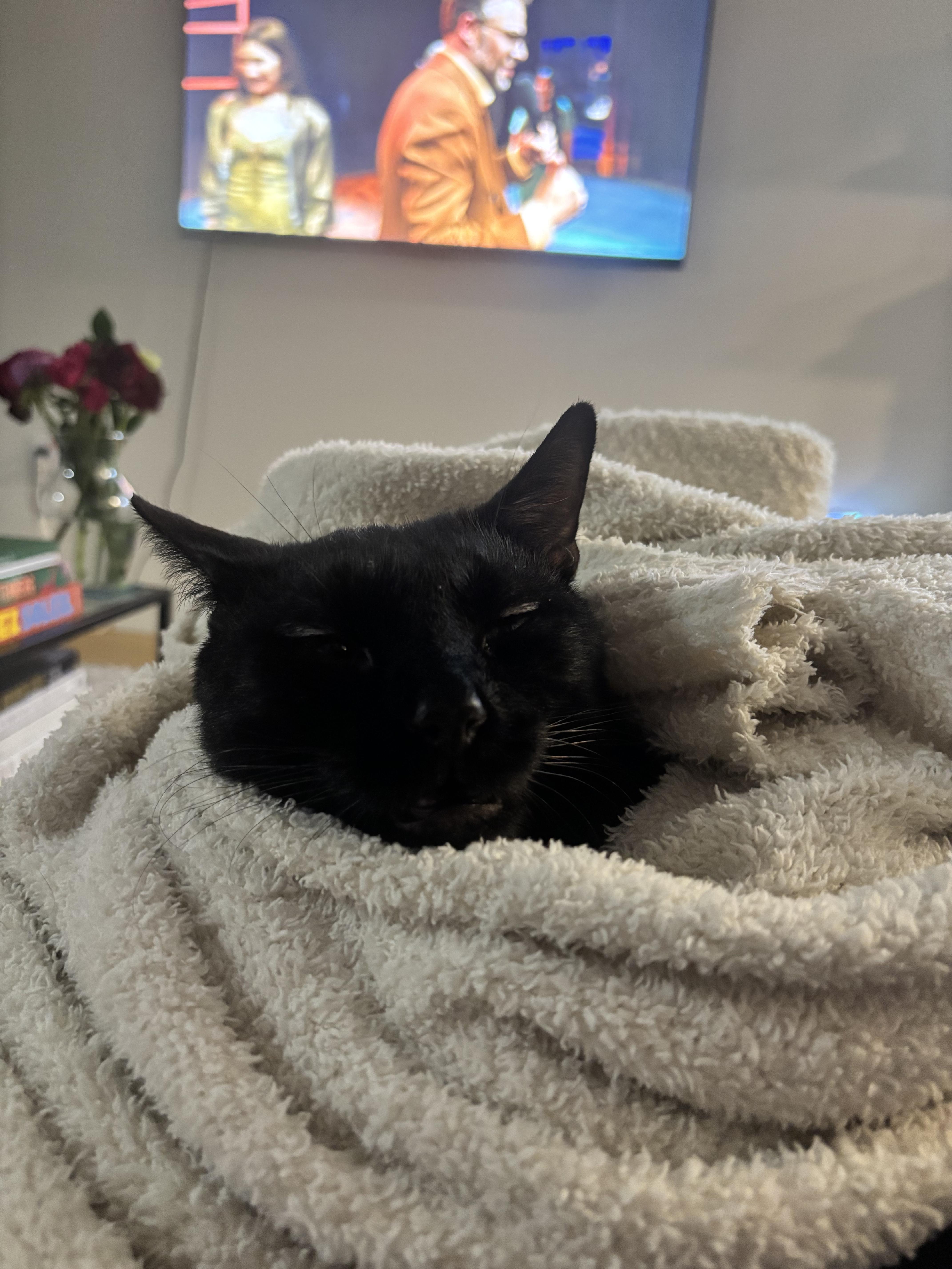 Enlarge Simon, an adopted Domestic Short Hair in New York, NY image 4/5