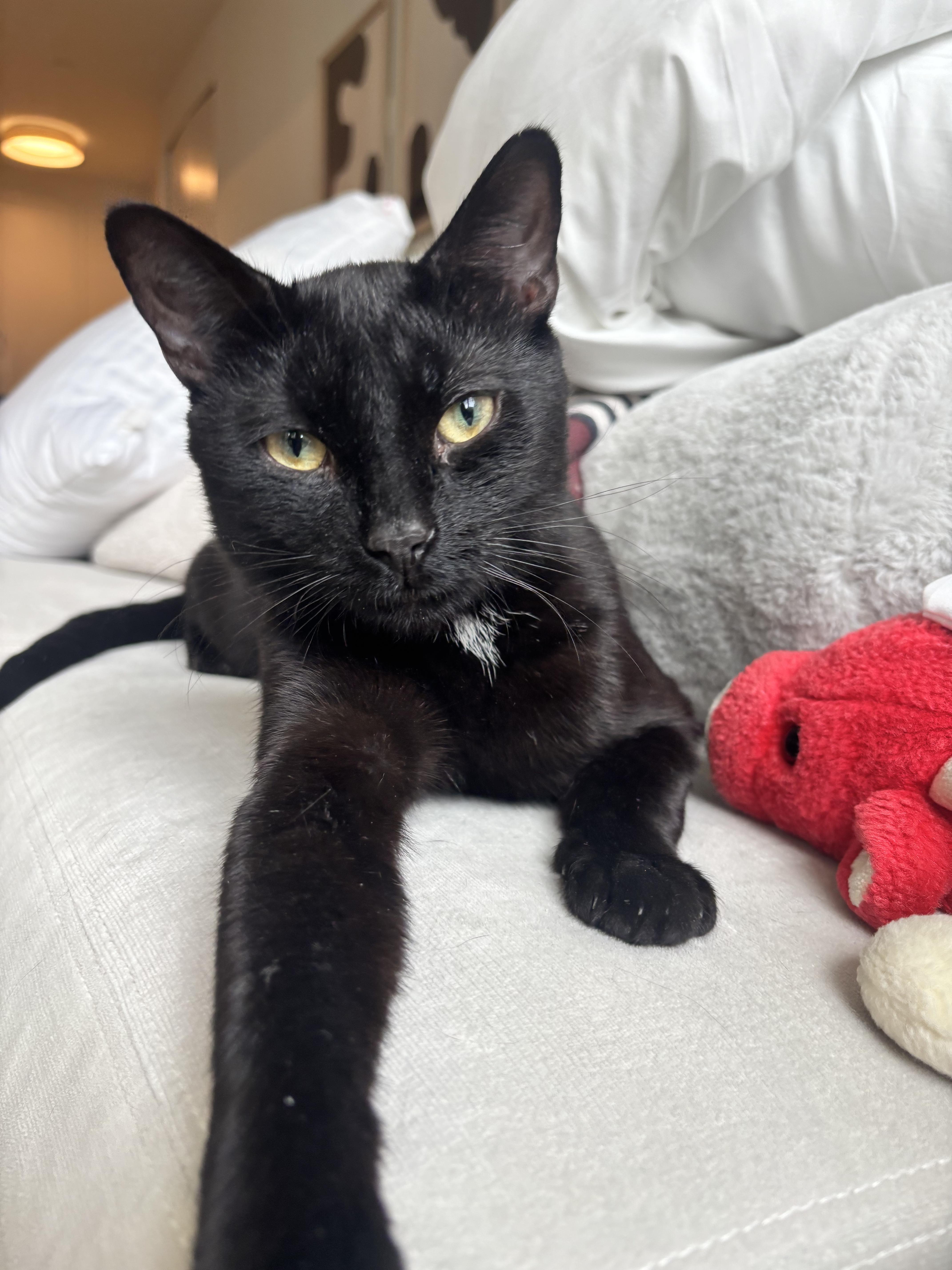 Enlarge Simon, an adopted Domestic Short Hair in New York, NY image 1/5