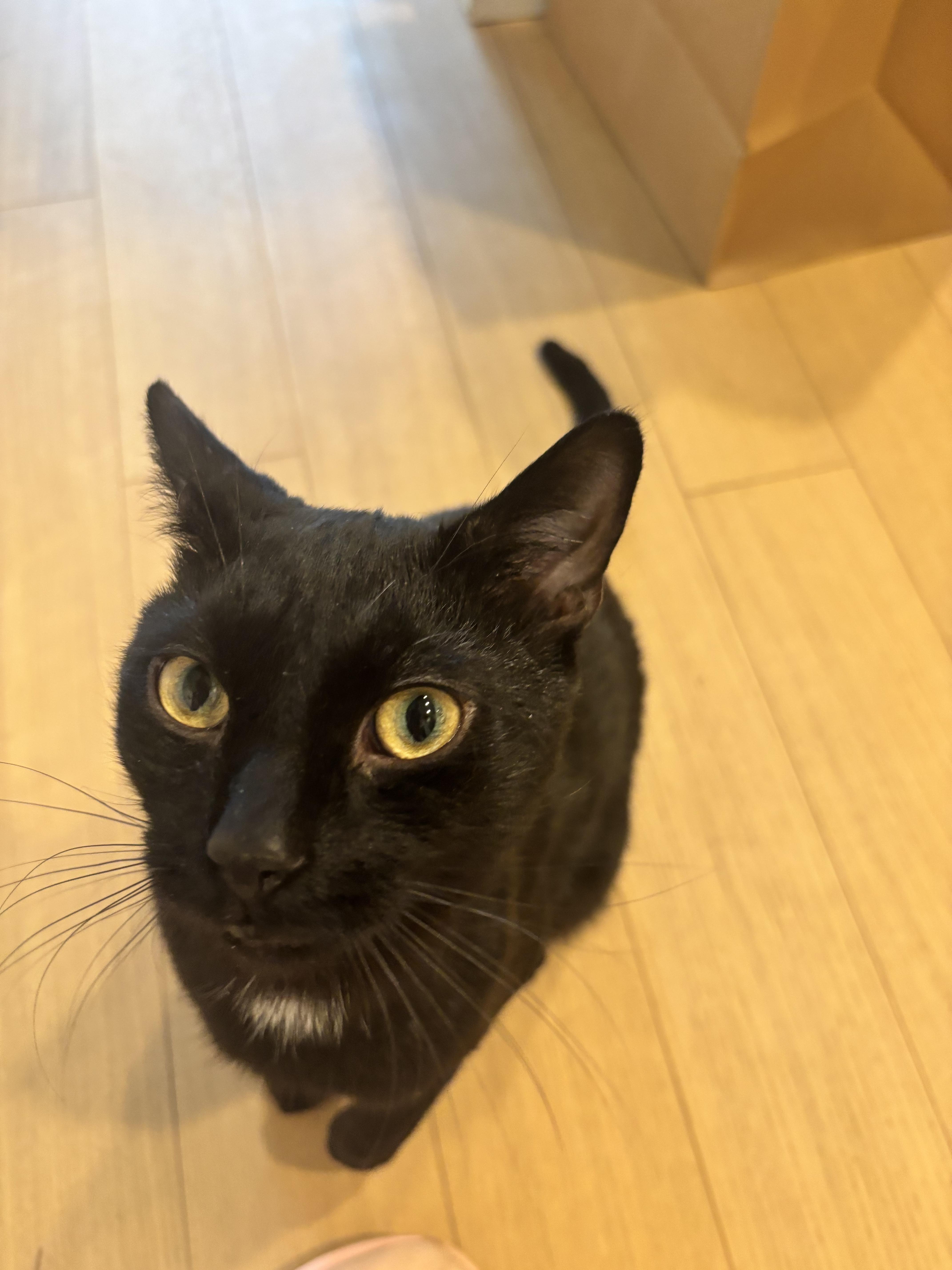 Enlarge Simon, an adopted Domestic Short Hair in New York, NY image 2/5