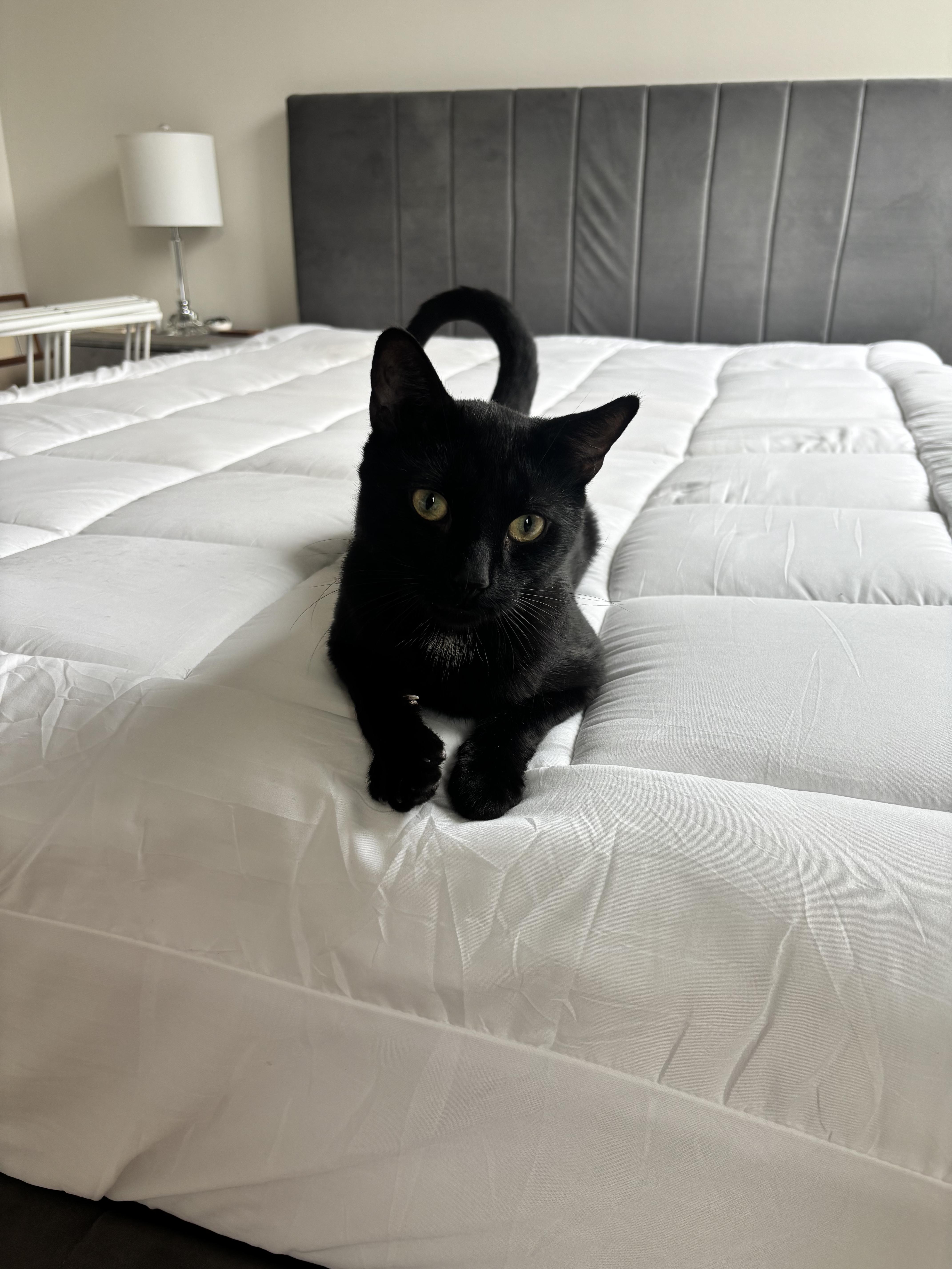 Enlarge Simon, an adopted Domestic Short Hair in New York, NY image 3/5