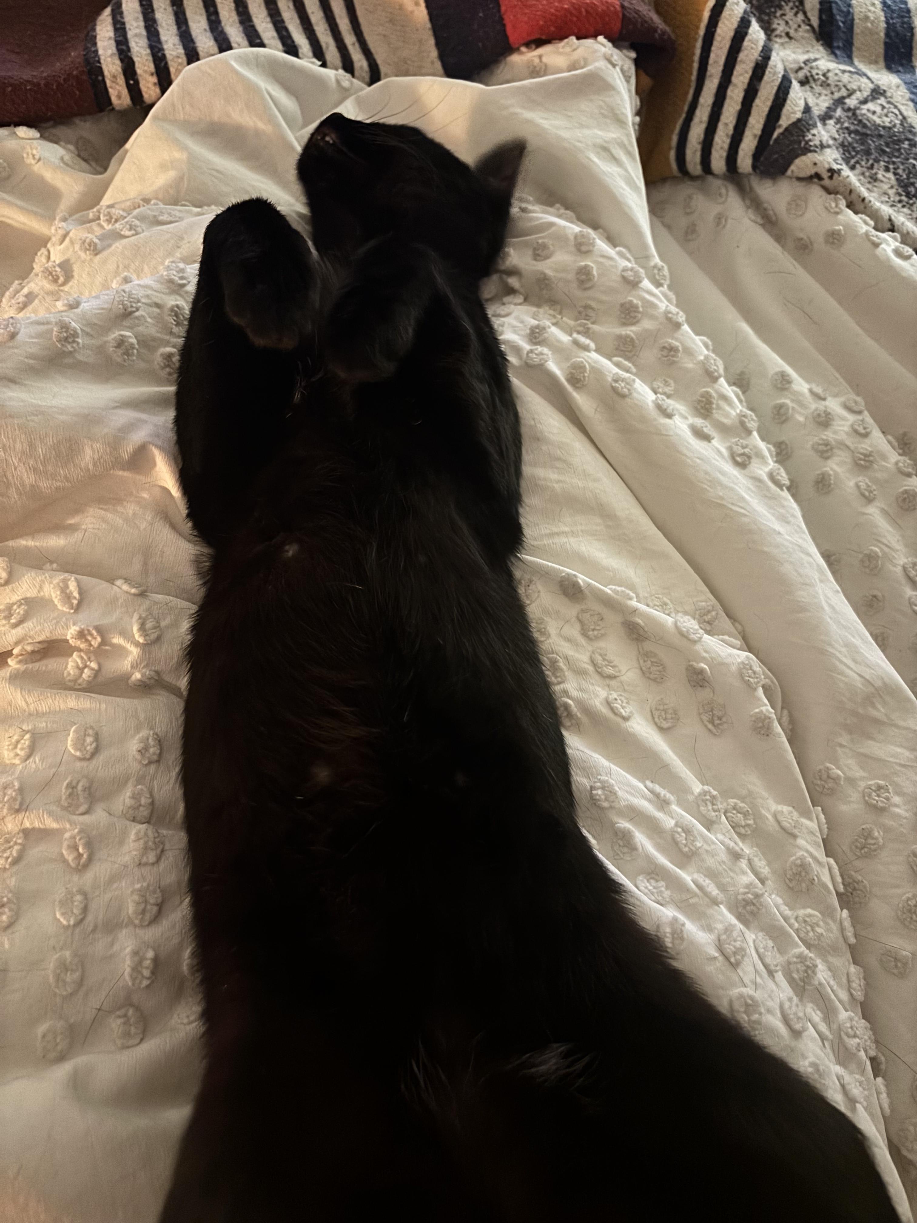 Enlarge Simon, an adopted Domestic Short Hair in New York, NY image 5/5