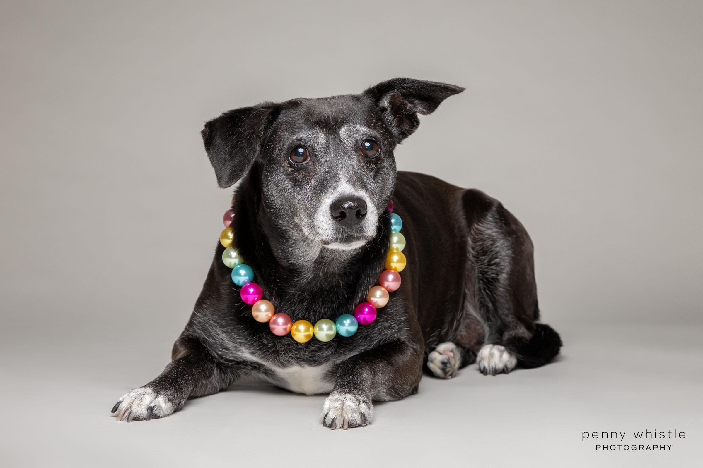 Jade, a Adoptable mixed breed in Coppell, TX image 2/4