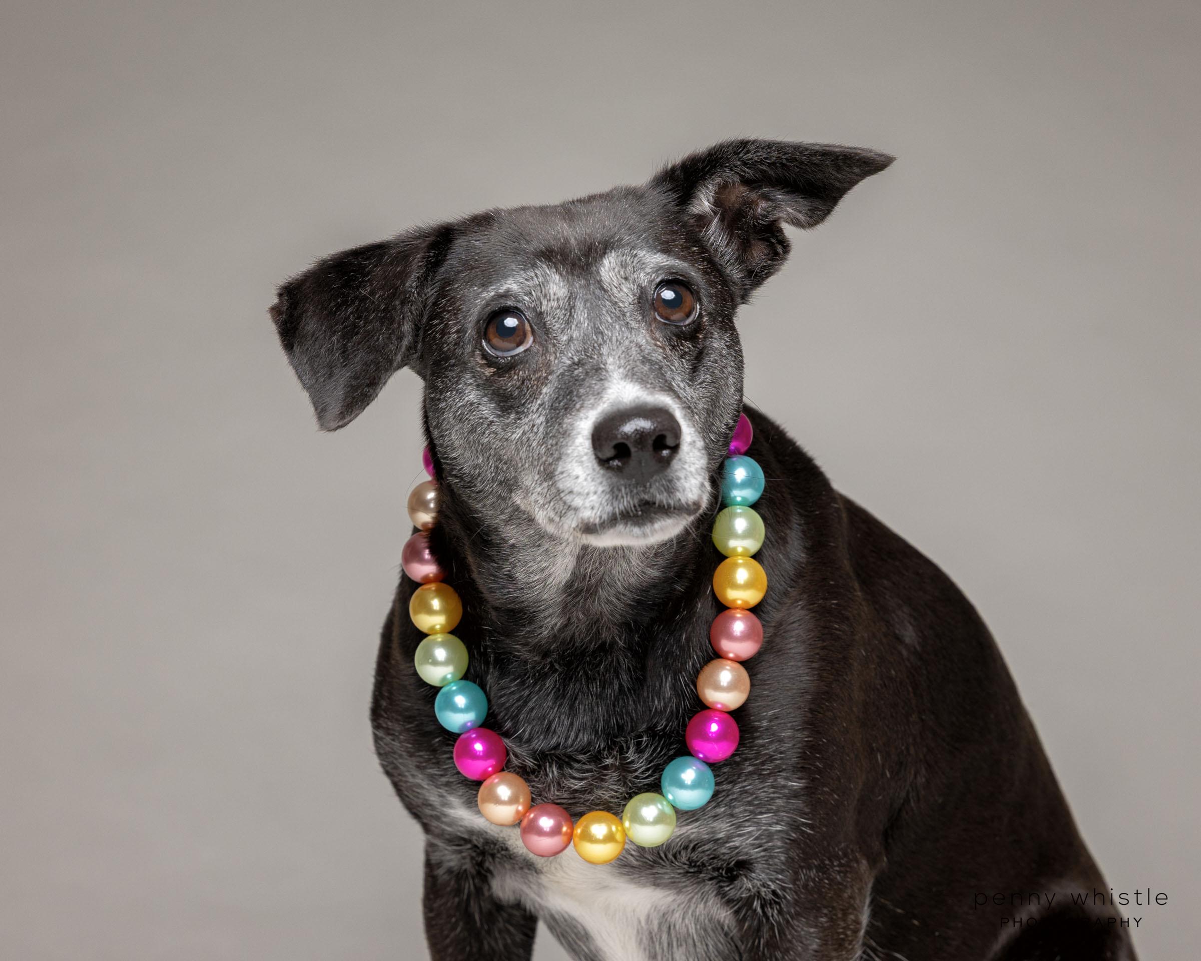 Jade, Adoptable, Adult Female Whippet & Australian Cattle Dog / Blue Heeler.
