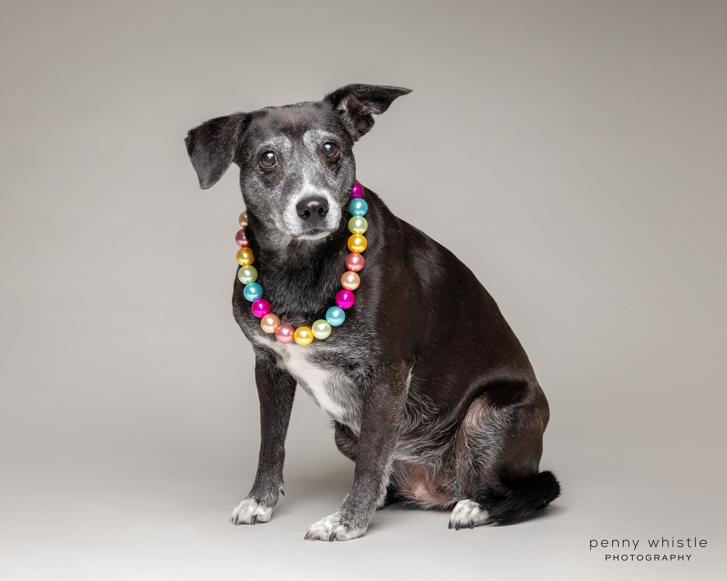 Jade, a Adoptable mixed breed in Coppell, TX image 3/4