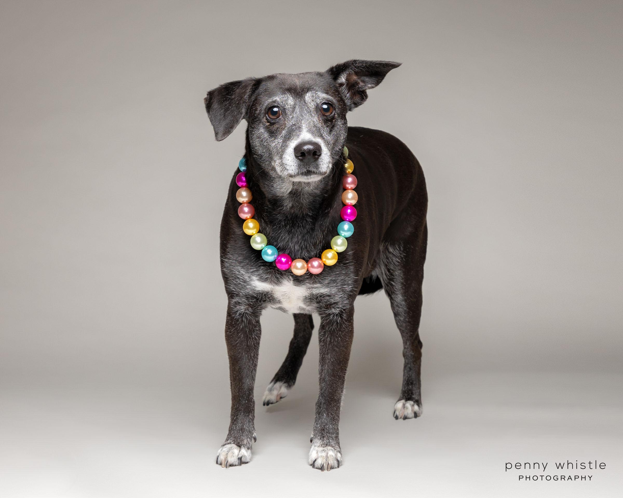 Jade, a Adoptable mixed breed in Coppell, TX image 4/4