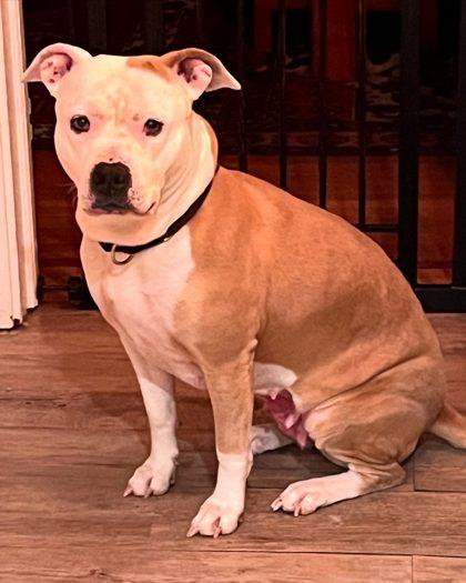 Sammi, Adoptable, Adult Female Mixed Breed & Mixed Breed.