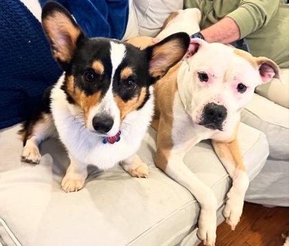 Sammi, Adoptable, Adult Female Mixed Breed & Mixed Breed.