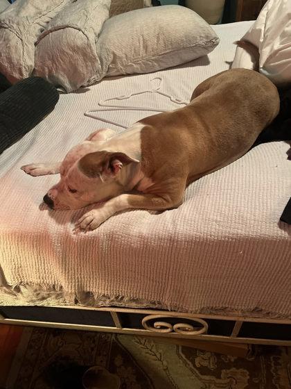 Enlarge Sammi, a Adoptable Mixed Breed in Cincinnati, OH image 3/3