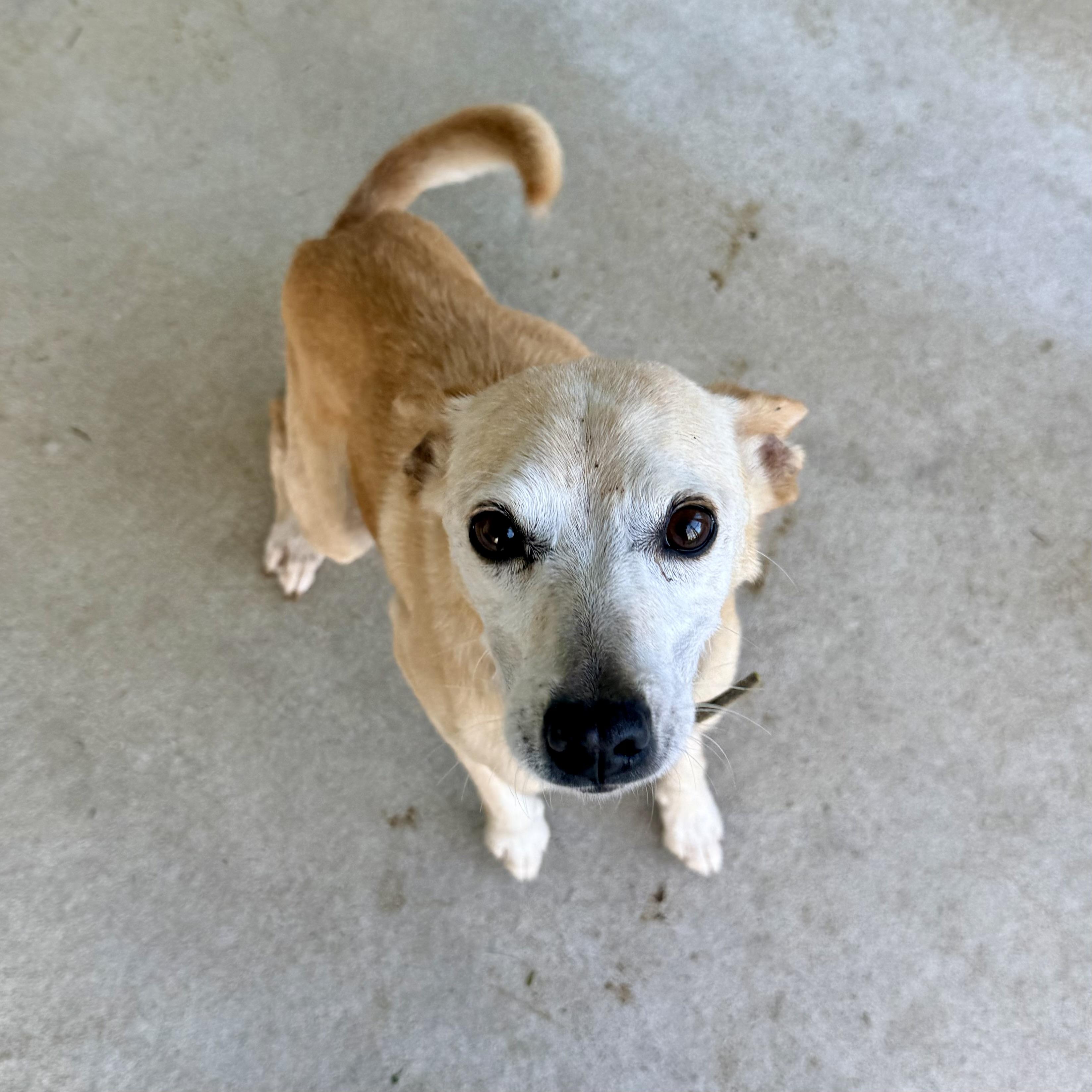Taco, a ADOPTABLE mixed breed in Albany, MO image 4/4