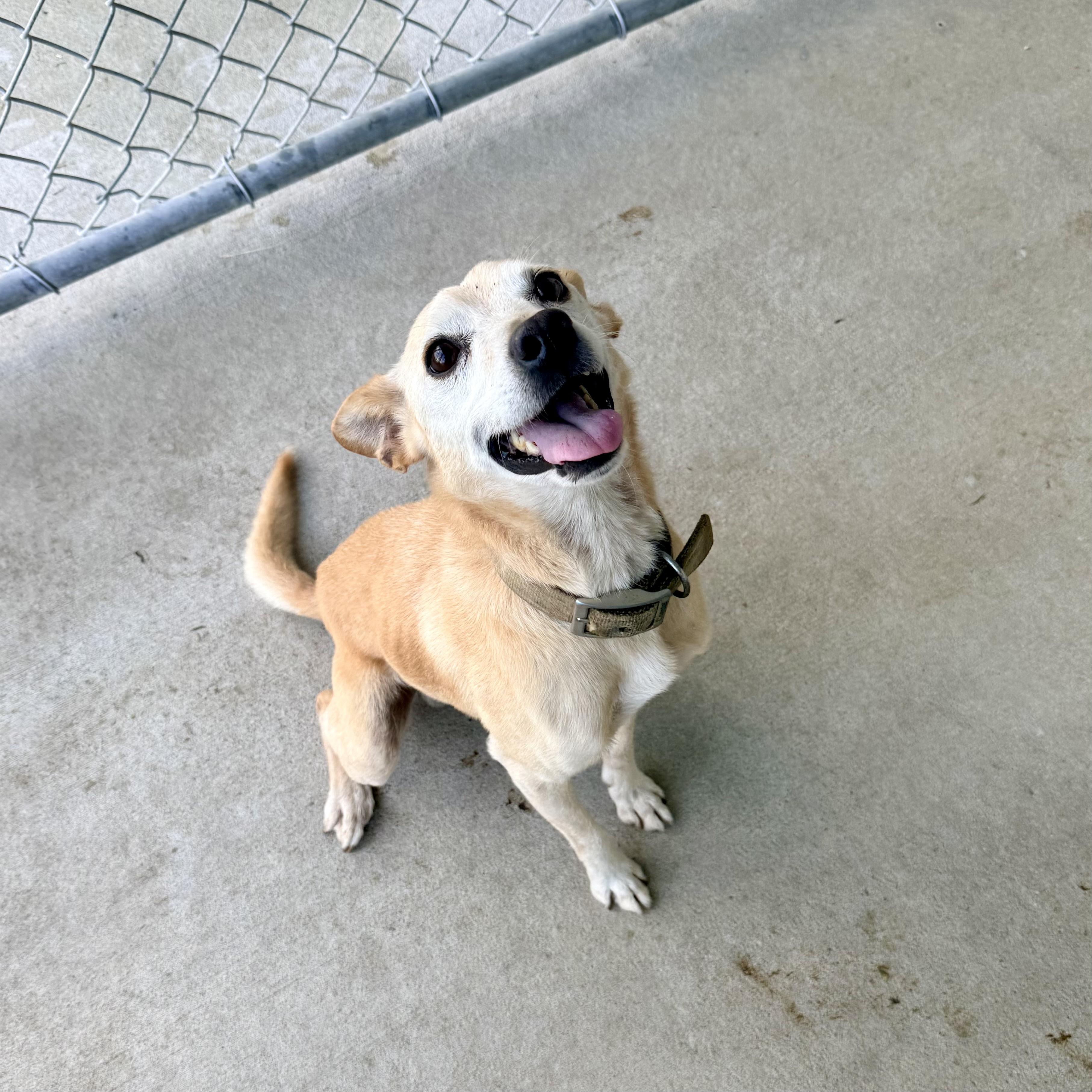 Taco, a ADOPTABLE mixed breed in Albany, MO image 2/4