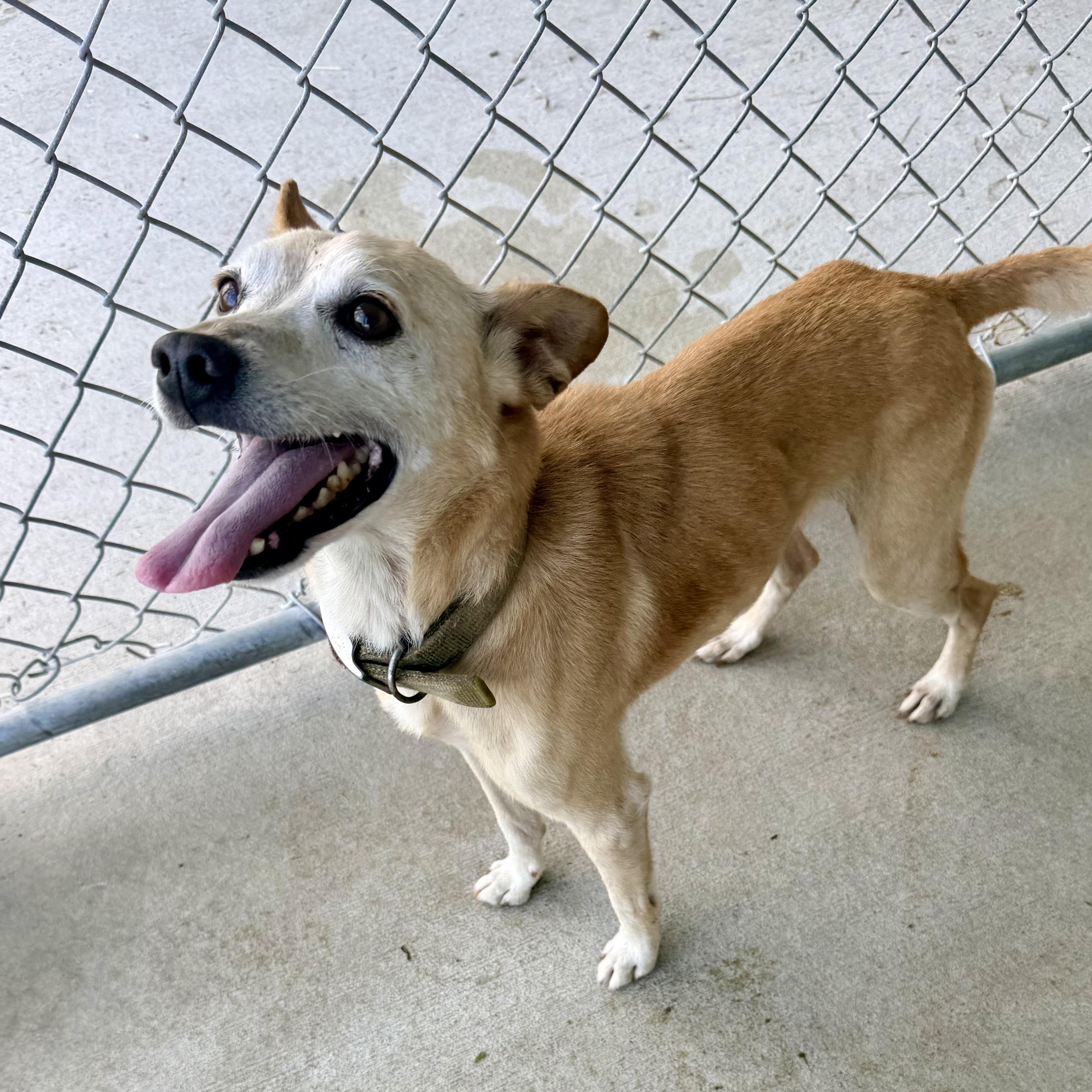 Taco, ADOPTABLE, Adult Male Chihuahua.
