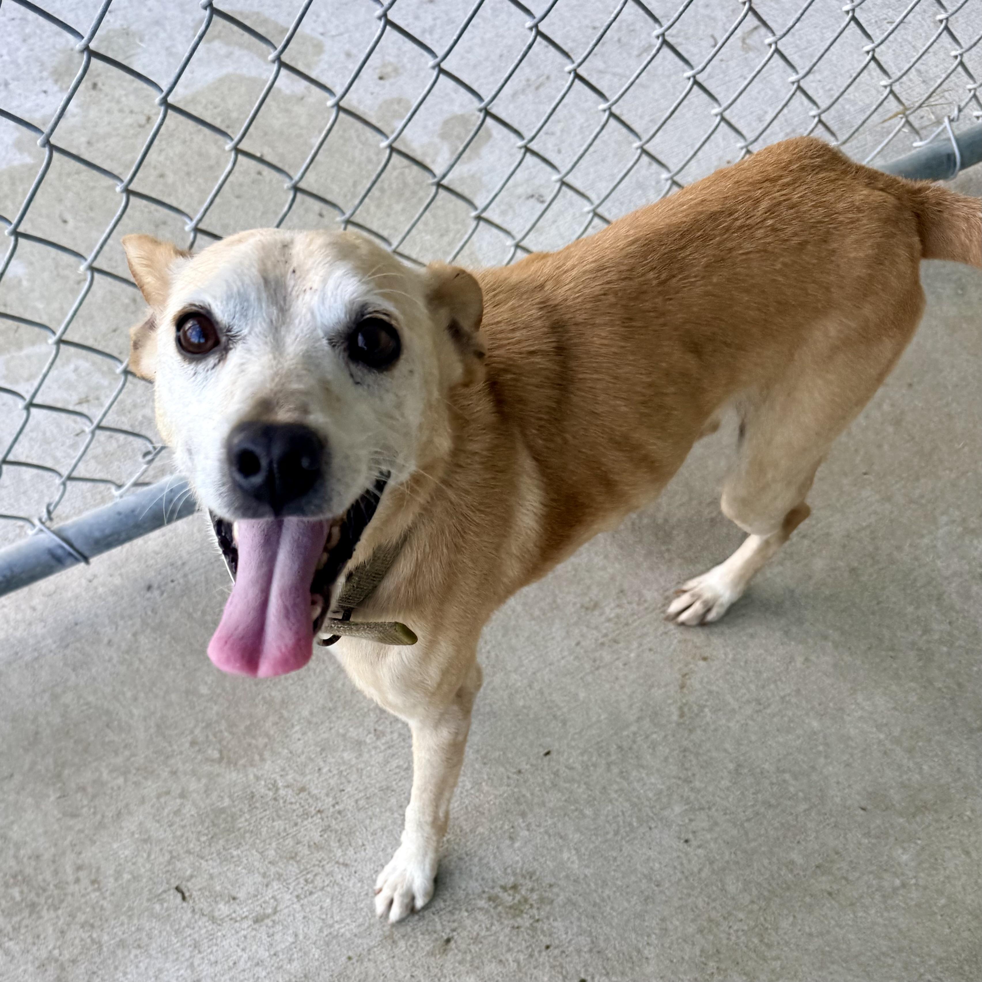 Taco, a ADOPTABLE mixed breed in Albany, MO image 3/4