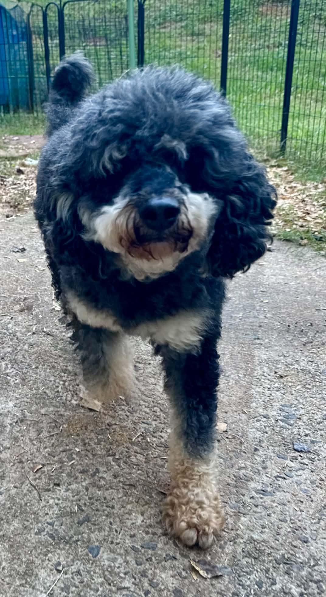 Enlarge Levi, a Adoptable Poodle in Maiden, NC image 3/6