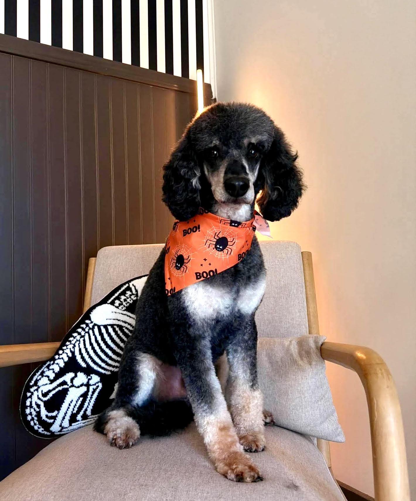 Levi, Adoptable, Adult Male Poodle.
