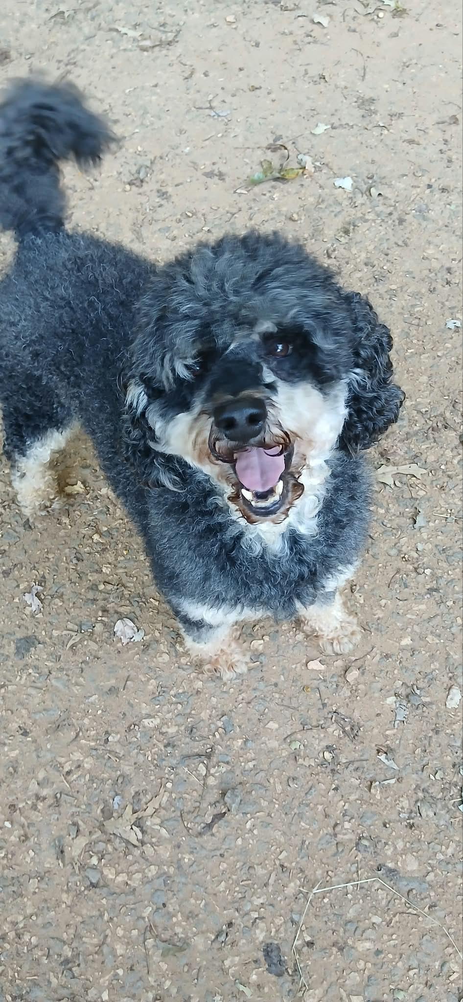 Enlarge Levi, a Adoptable Poodle in Maiden, NC image 6/6