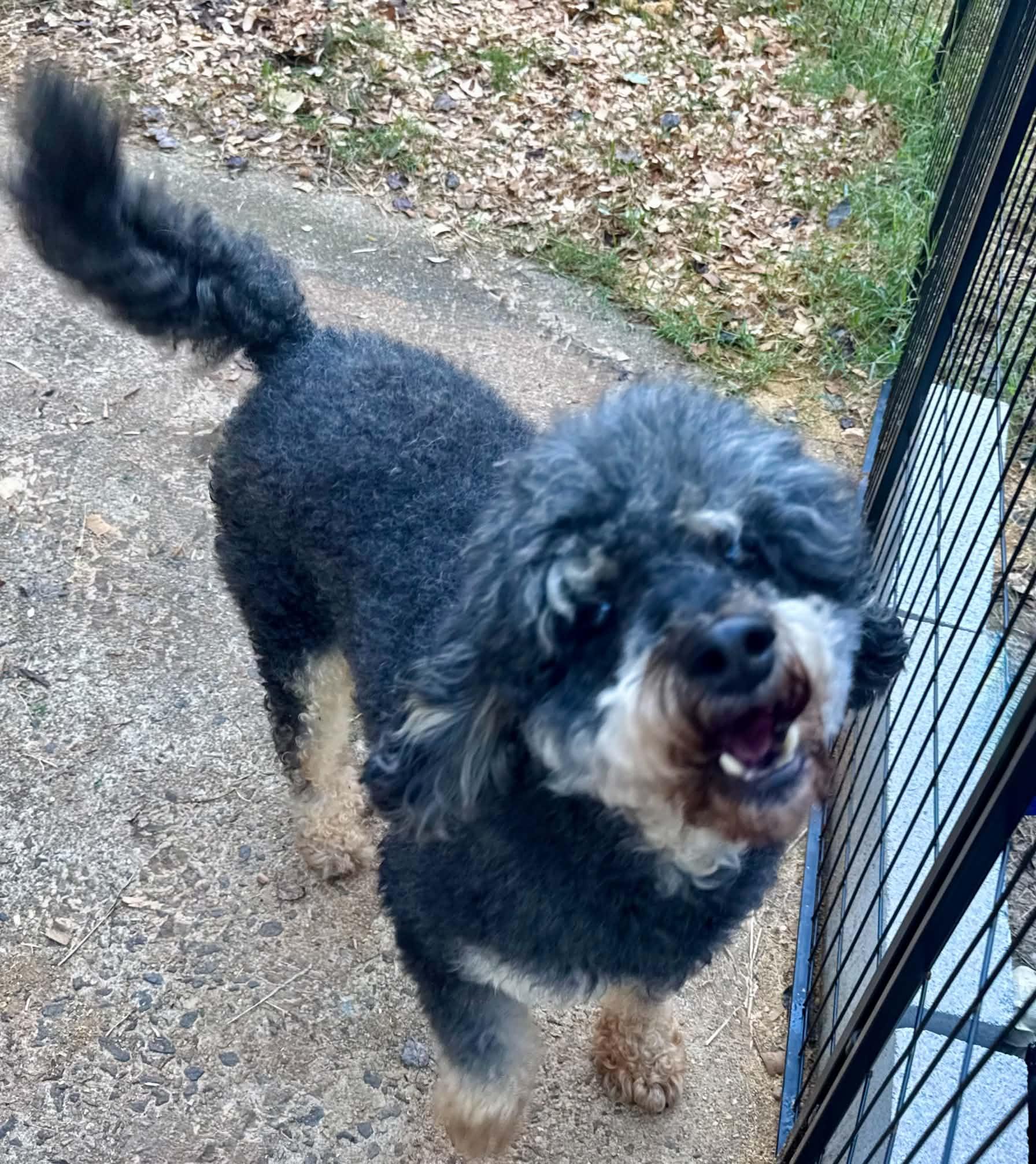 Enlarge Levi, a Adoptable Poodle in Maiden, NC image 2/6