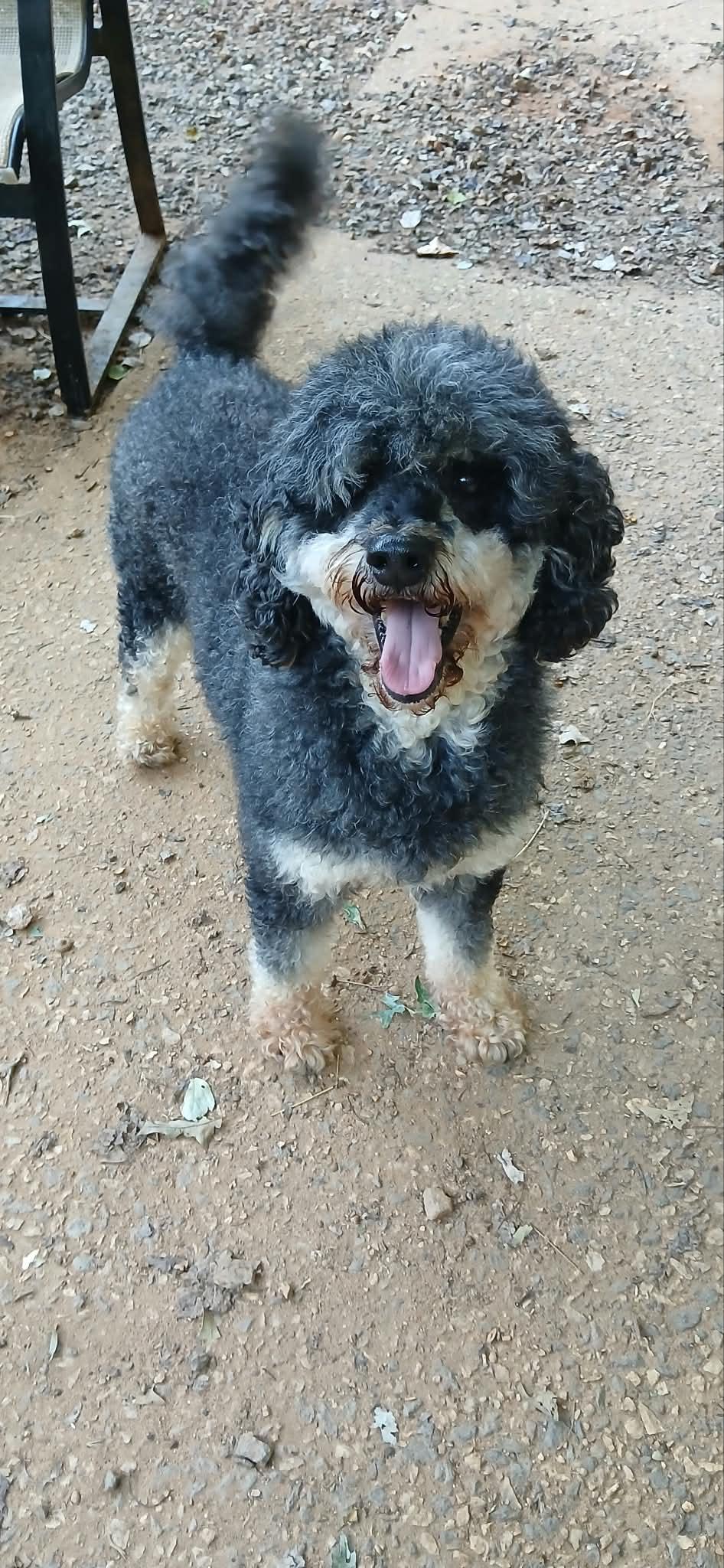 Enlarge Levi, a Adoptable Poodle in Maiden, NC image 5/6