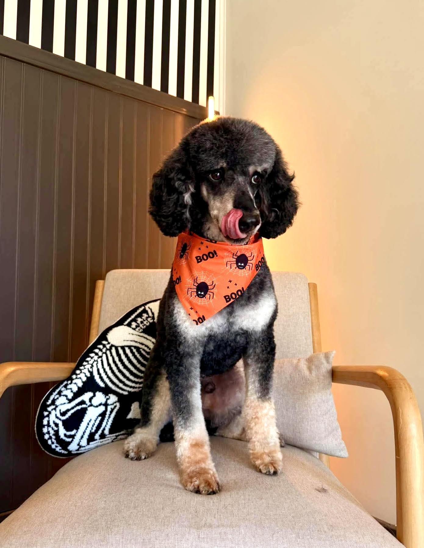 Enlarge Levi, a Adoptable Poodle in Maiden, NC image 4/6