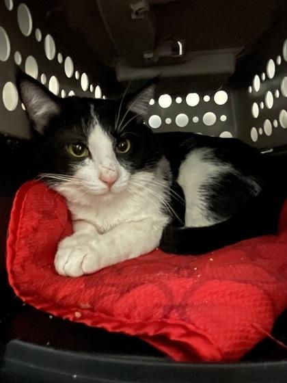 Weezer, Adoptable, Adult Male Domestic Short Hair & Domestic Short Hair.