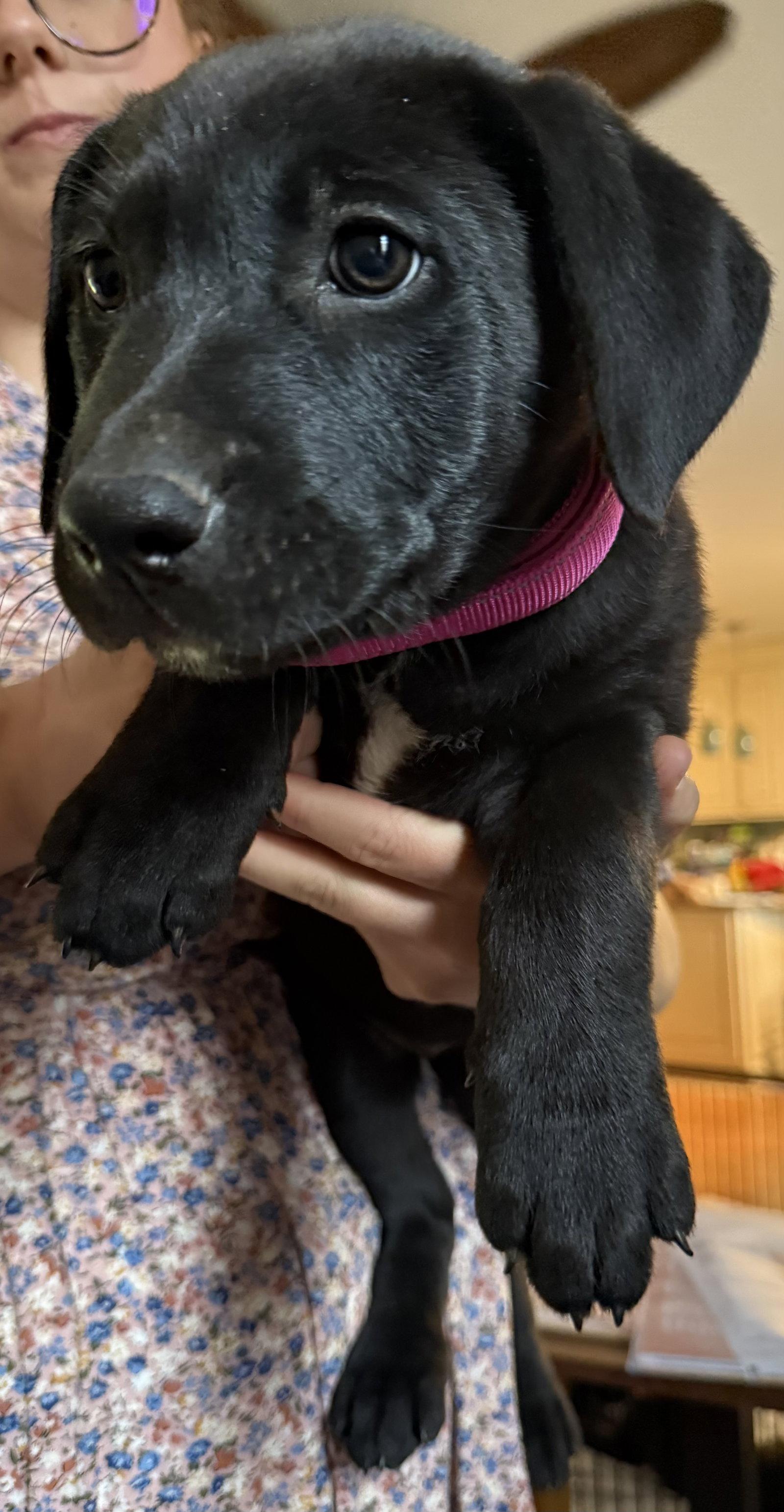Brie, Adoptable, Puppy Female Labrador Retriever.