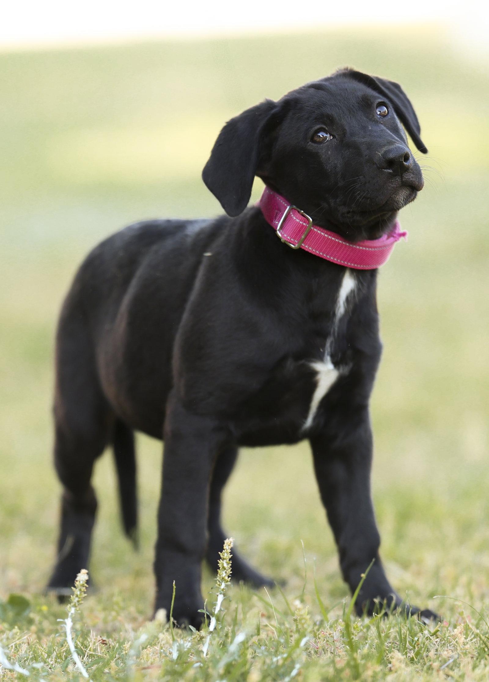 Enlarge Brie, a Adoptable Labrador Retriever in Garner, NC image 2/3