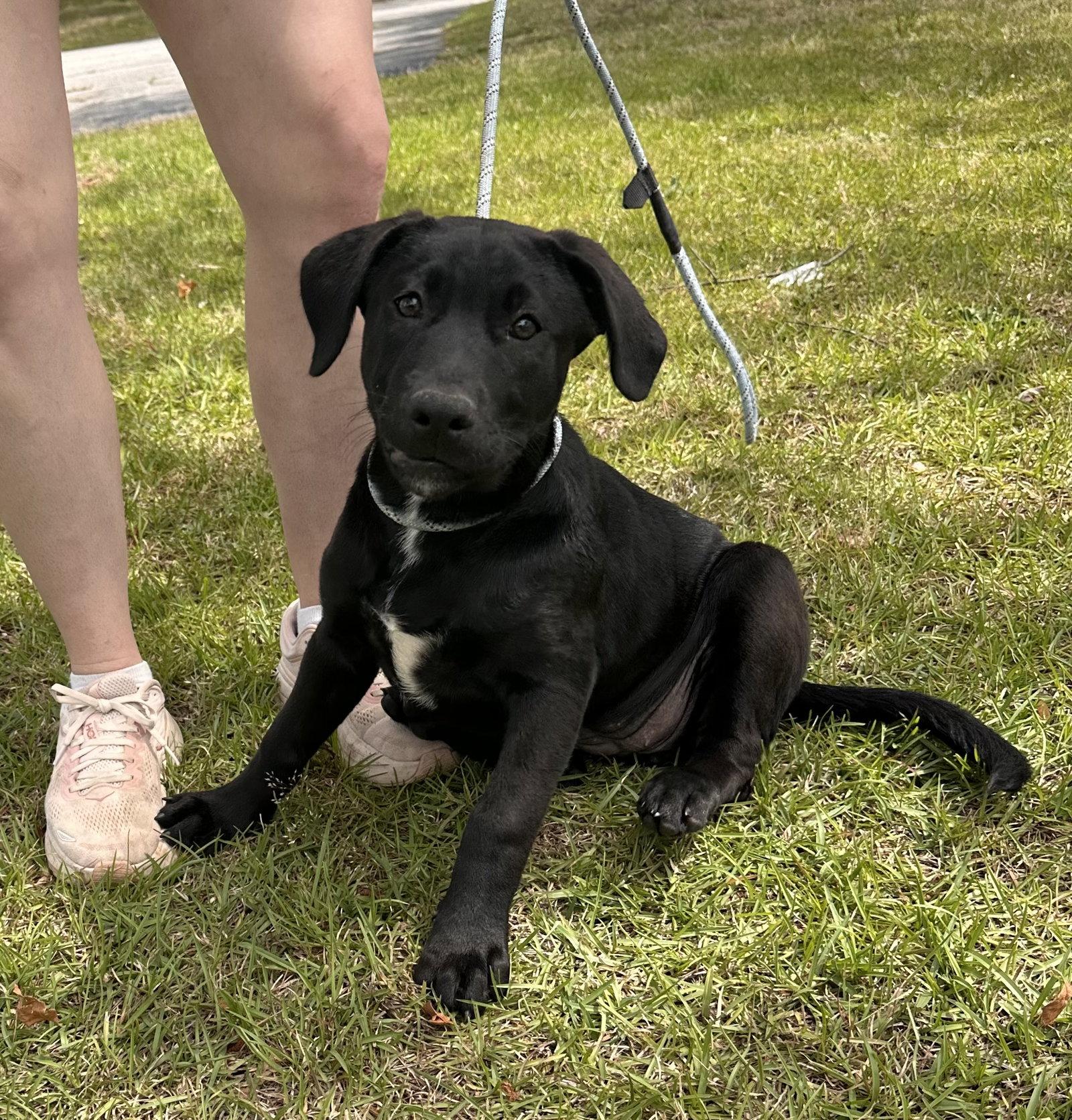 Enlarge Brie, a Adoptable Labrador Retriever in Garner, NC image 3/3
