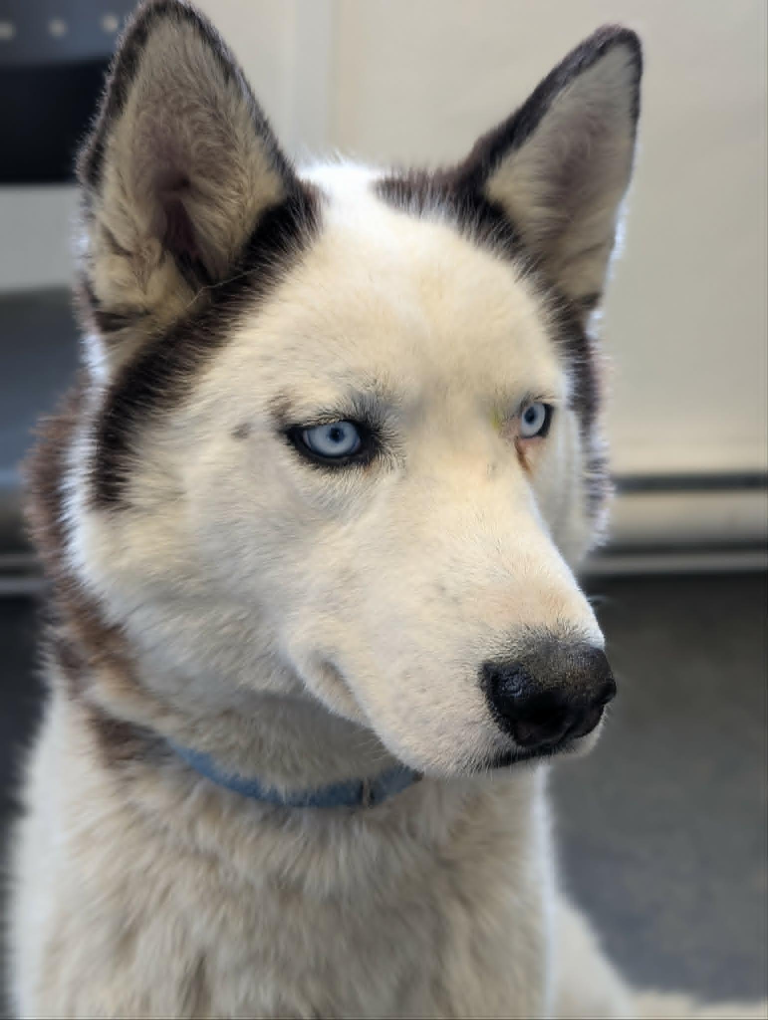 Blueberry, a Adoptable Husky in Terra Cotta, ON image 2/3