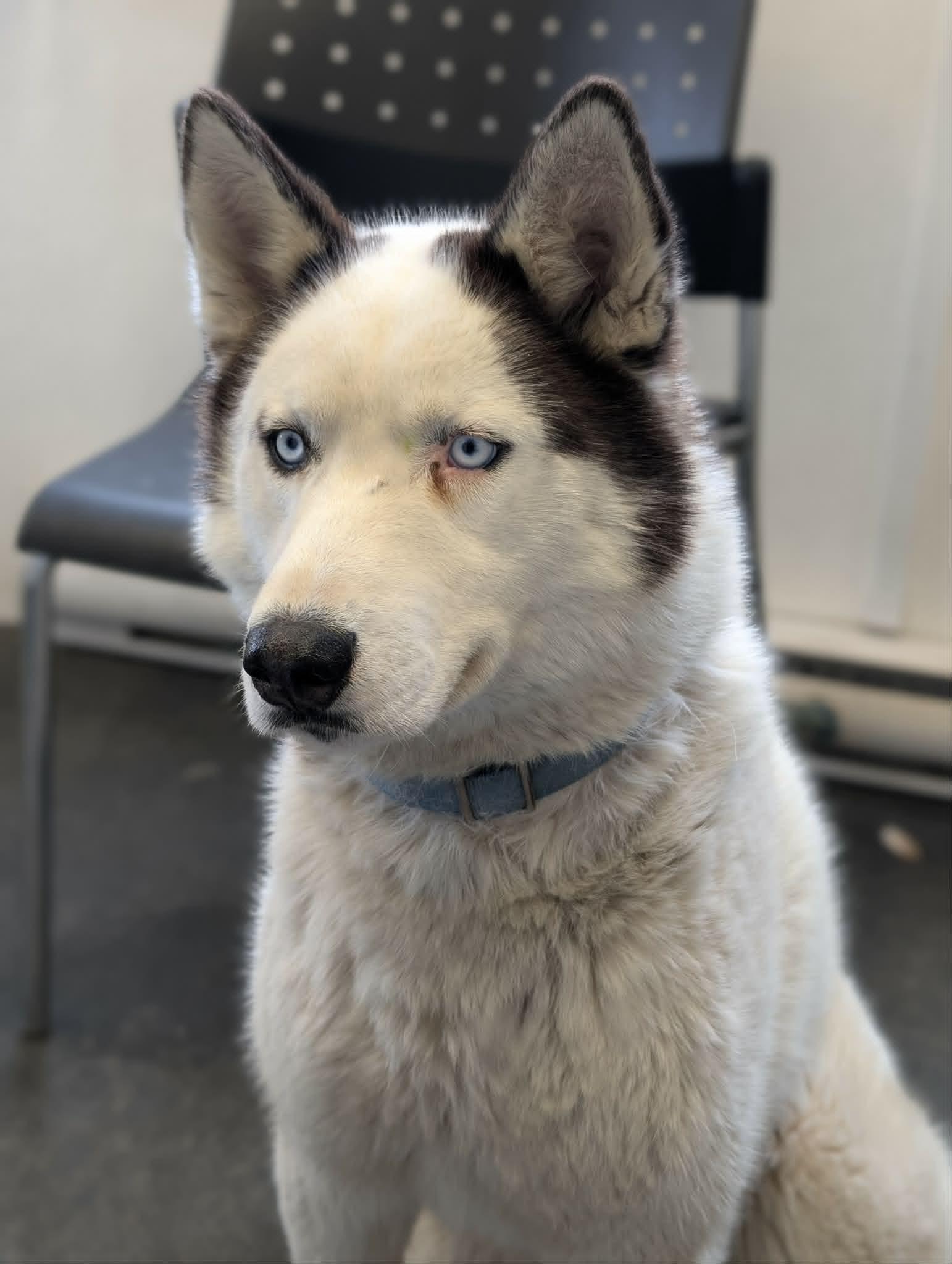Blueberry, a Adoptable Husky in Terra Cotta, ON image 3/3
