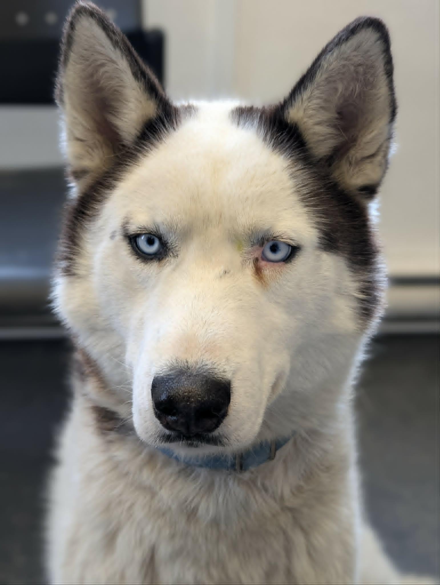 Blueberry, a Adoptable Husky in Terra Cotta, ON image 1/3