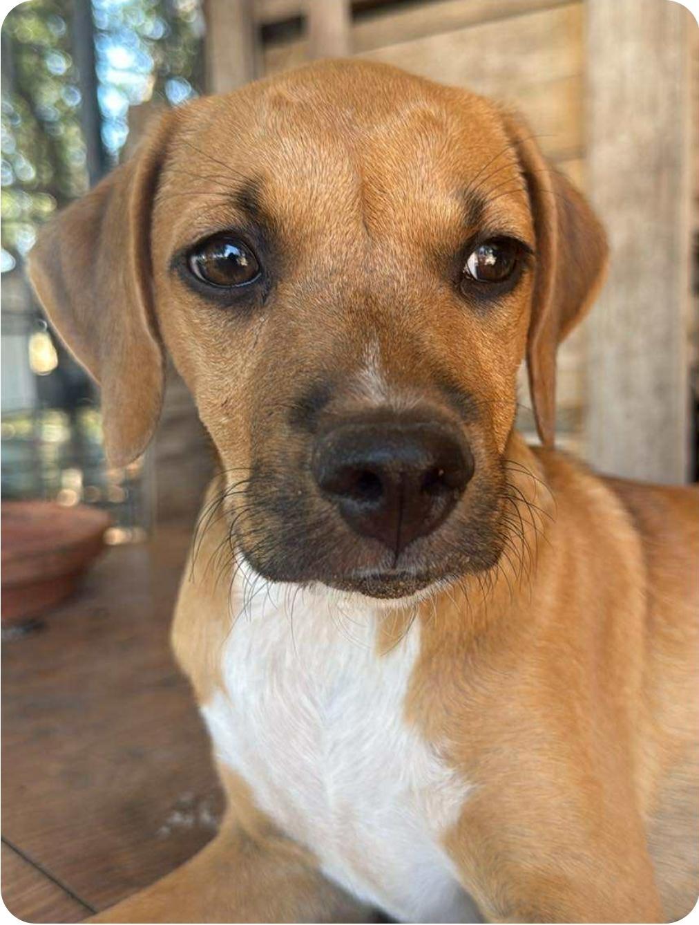 Pudding, Adoptable, Puppy Male Mixed Breed.