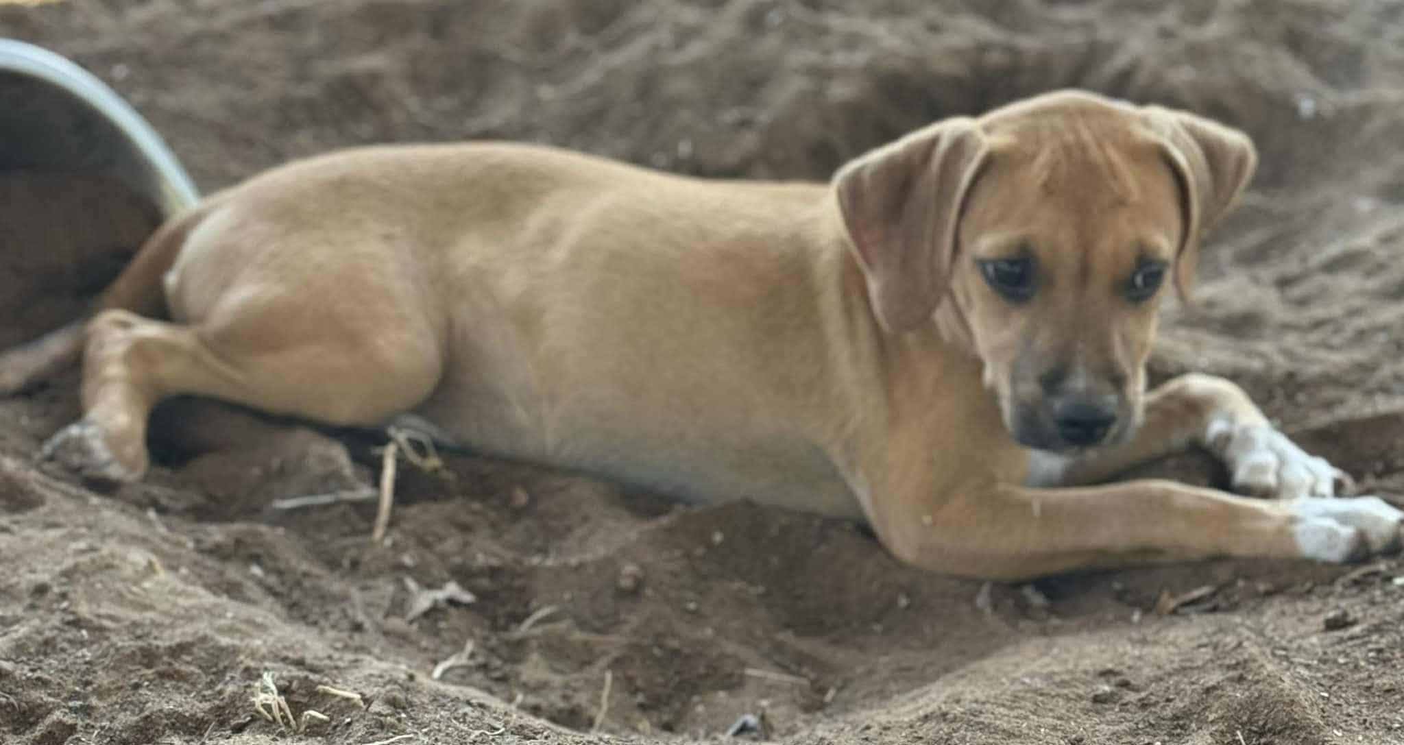 Enlarge Pudding, a Adoptable mixed breed in Paramus, NJ image 4/5