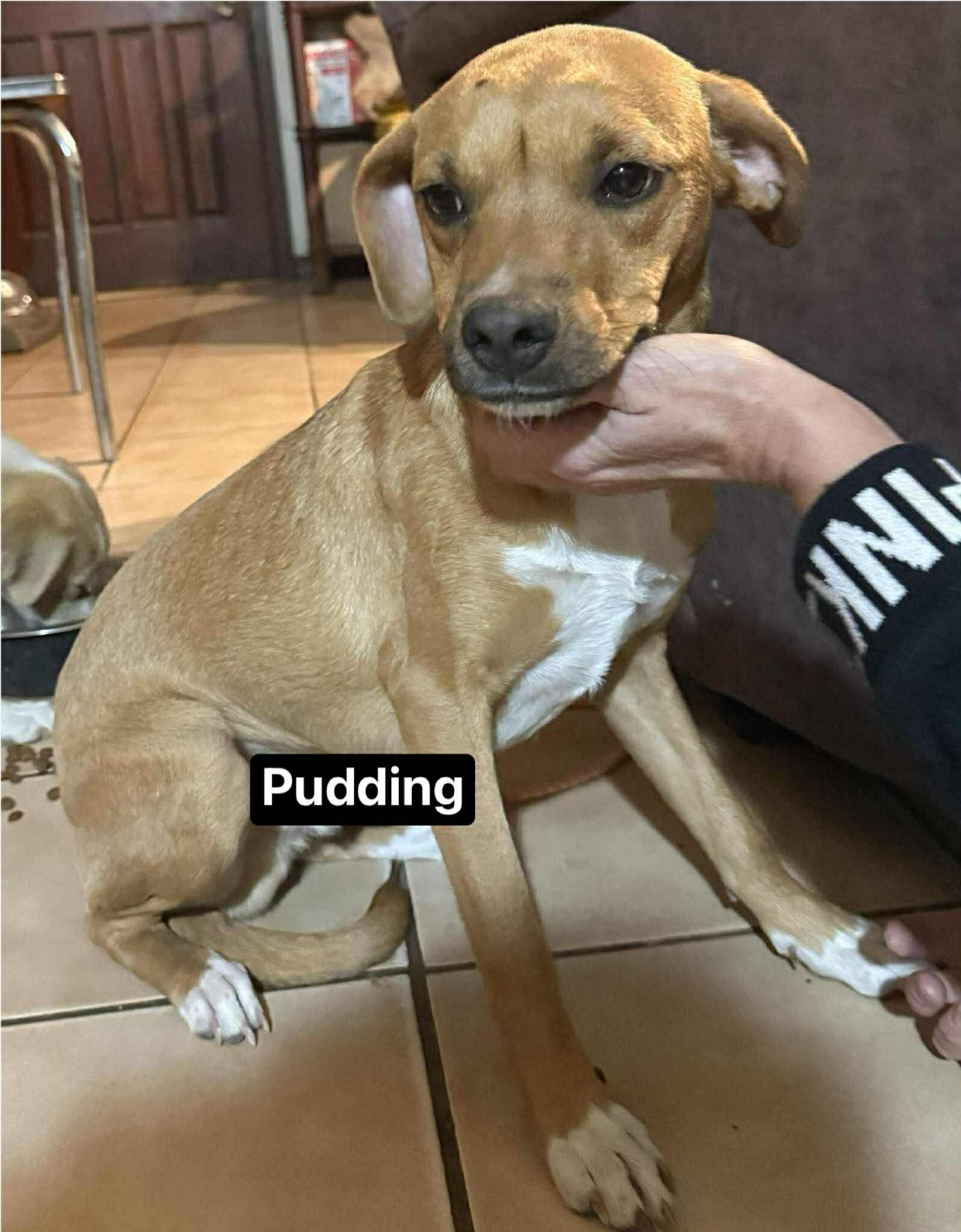 Enlarge Pudding, a Adoptable mixed breed in Paramus, NJ image 3/6