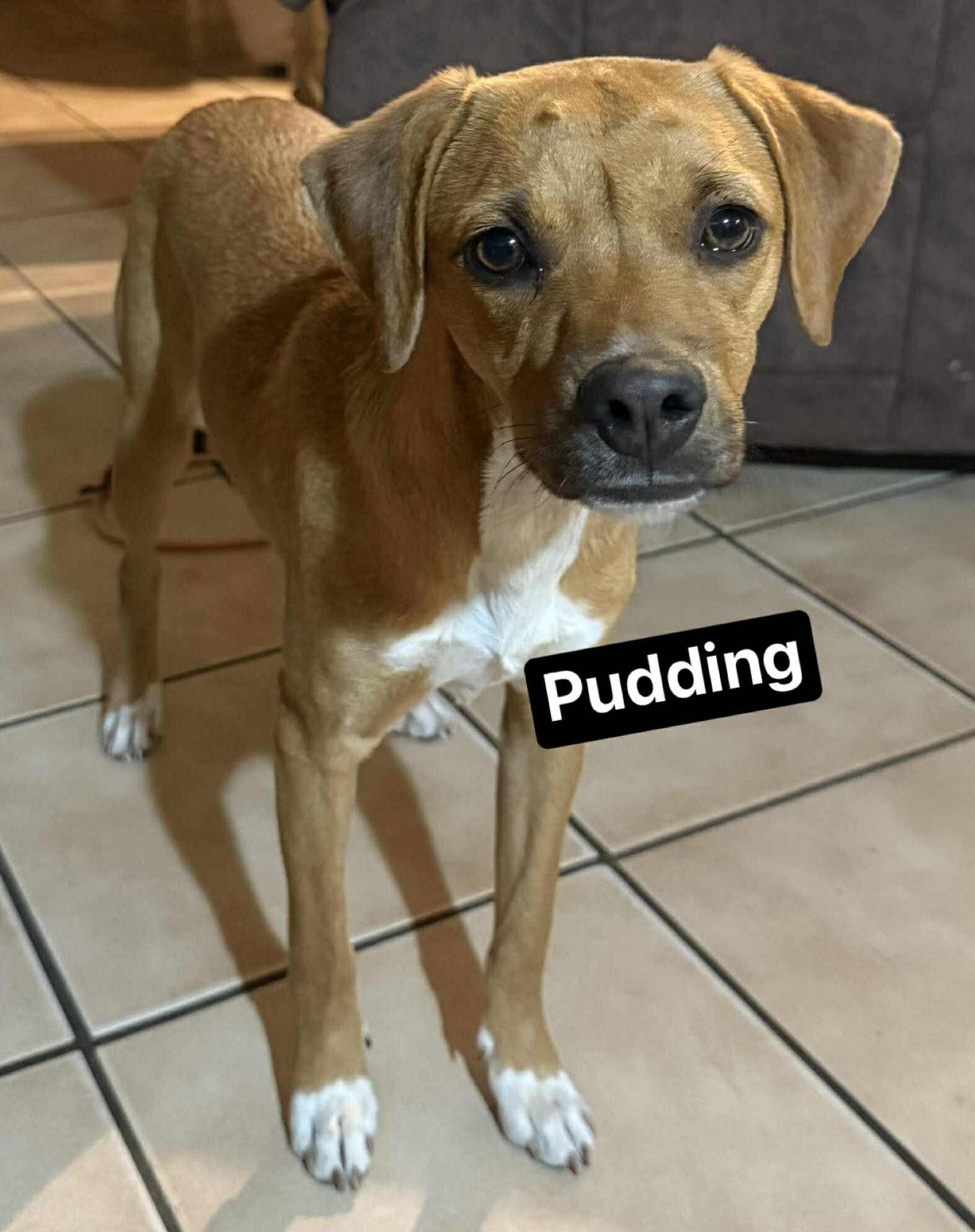 Enlarge Pudding, a Adoptable mixed breed in Paramus, NJ image 1/6