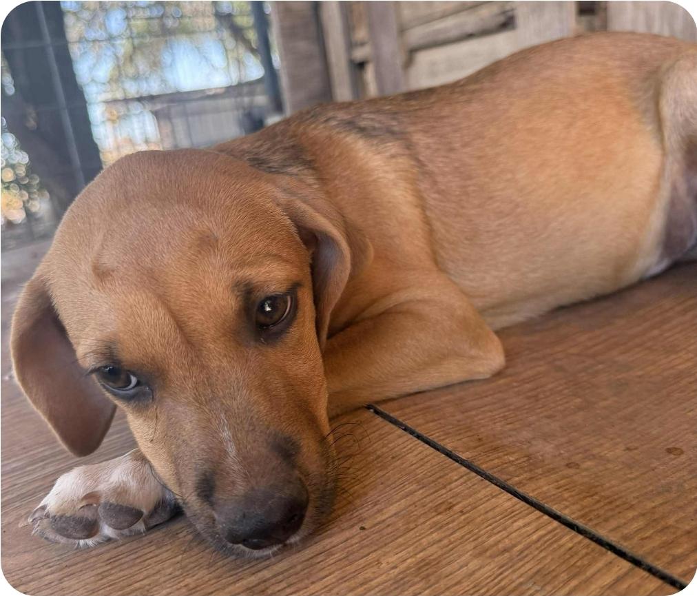 Enlarge Pudding, a Adoptable mixed breed in Paramus, NJ image 3/5