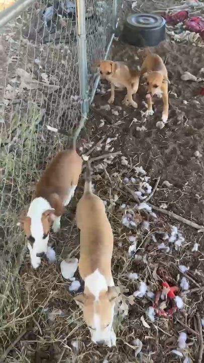 Enlarge Pudding, a Adoptable mixed breed in Paramus, NJ video 2/5