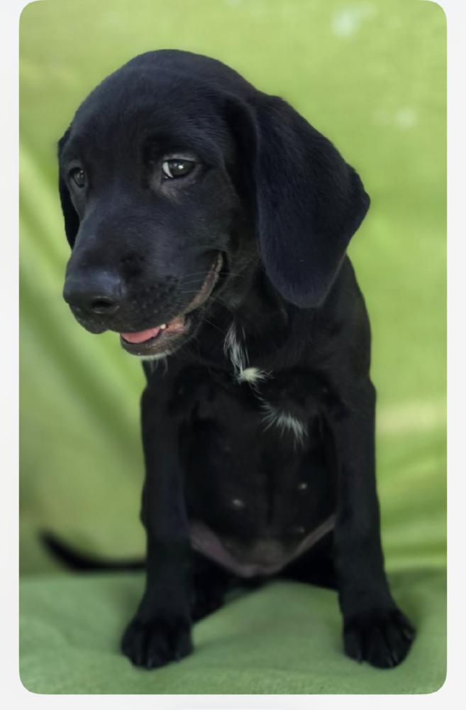Emerald, Adoptable, Puppy Female Labrador Retriever.