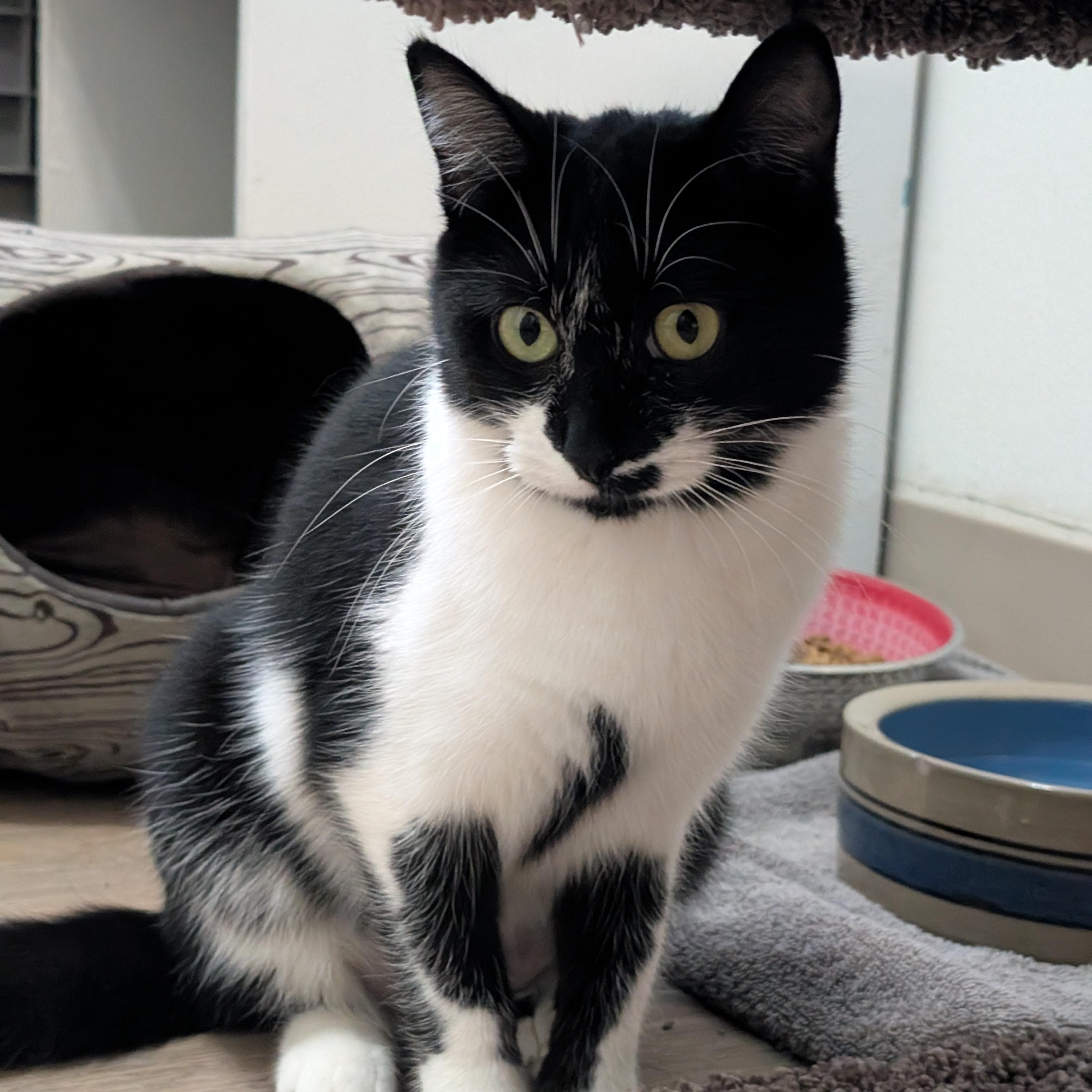 Mindy, Adoptable, Young Female Domestic Short Hair.