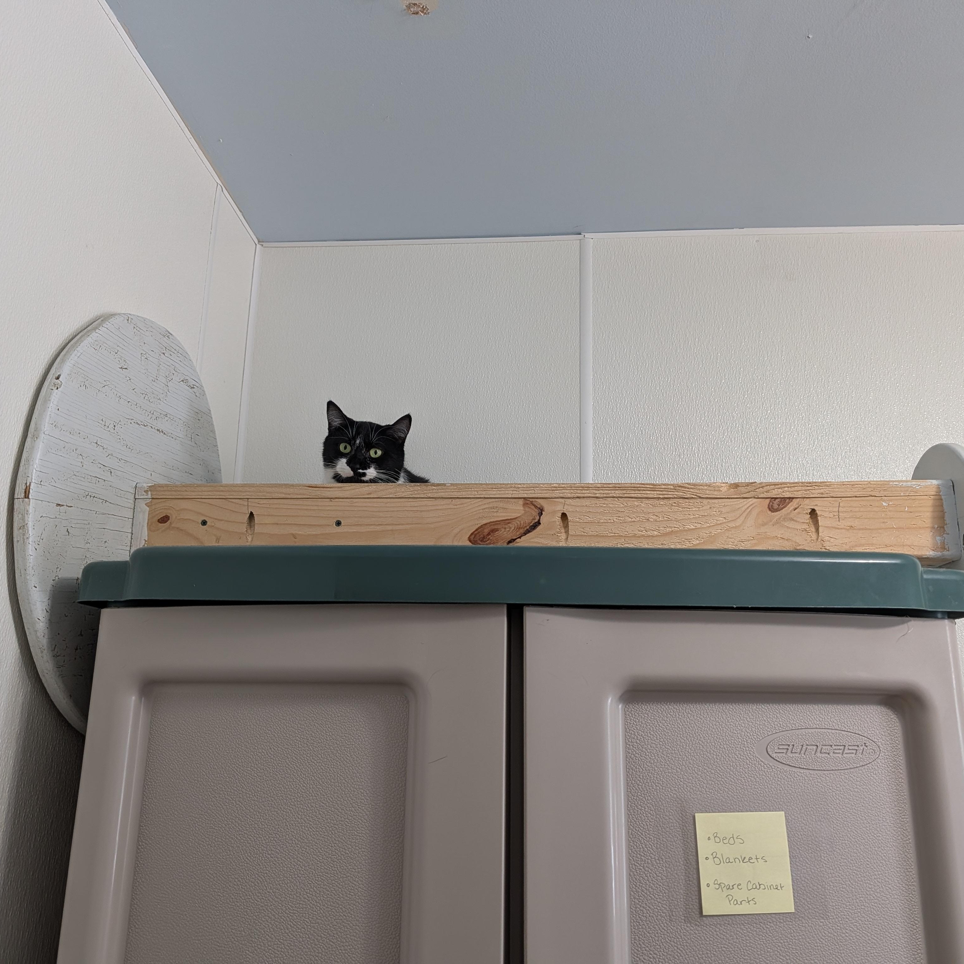 Enlarge Mindy, a Adoptable Domestic Short Hair in Manistique, MI image 4/4