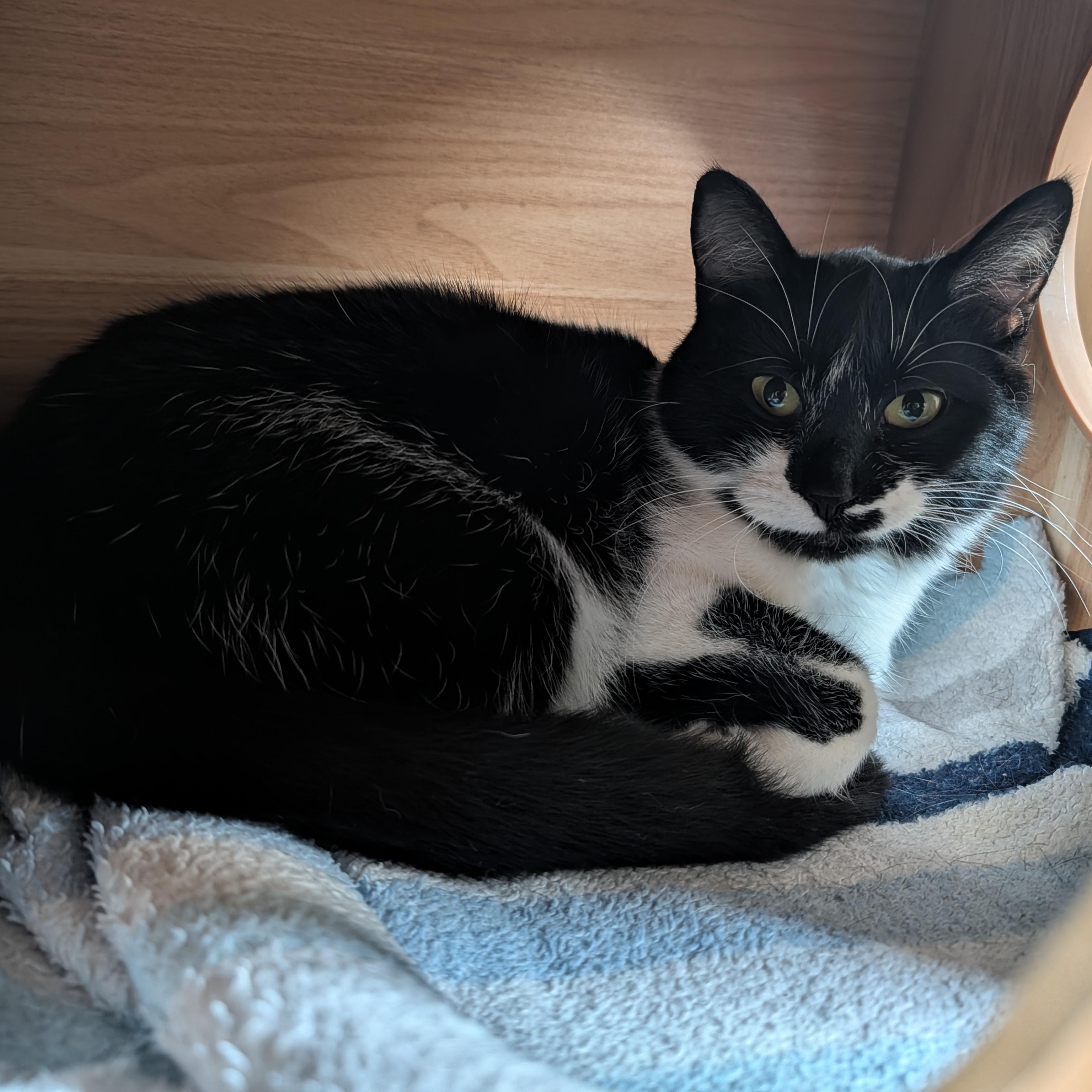 Enlarge Mindy, a Adoptable Domestic Short Hair in Manistique, MI image 3/4