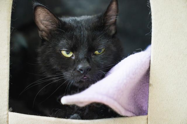 KB, a Adoptable Domestic Short Hair in Portland, OR image 1/5