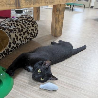 KB, a Adoptable Domestic Short Hair in Portland, OR image 2/5