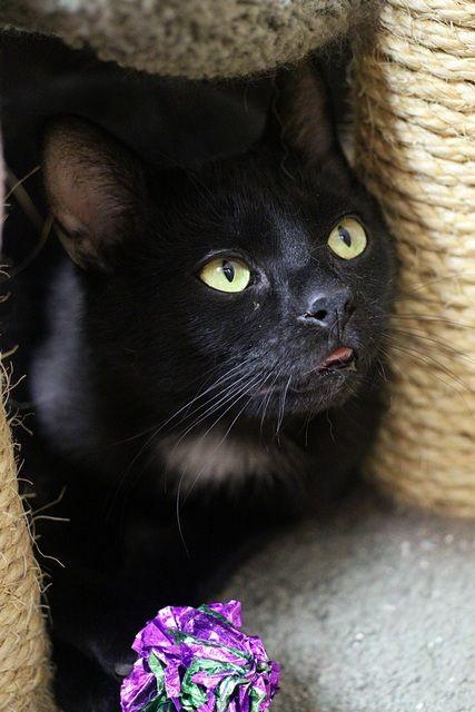 KB, a Adoptable Domestic Short Hair in Portland, OR image 3/5